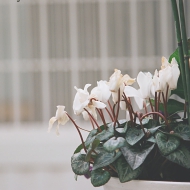 t0038.jpg